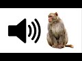 Angry monkey  sound effect  prosounds