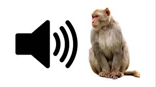 Angry Monkey  Sound Effect | ProSounds