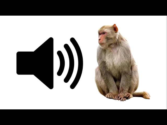 Angry Monkey - Sound Effect | ProSounds class=
