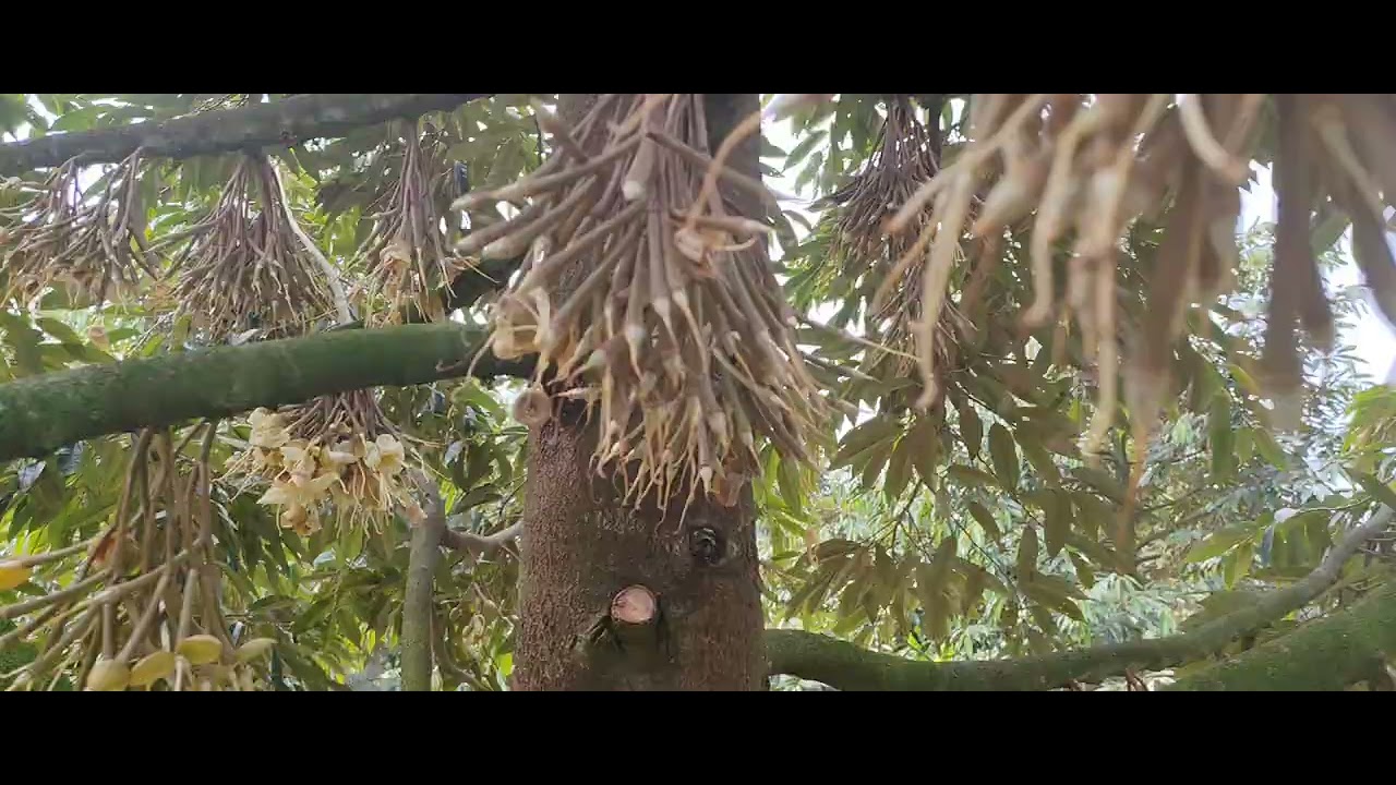 Kết Quả Sau Khi Xử Lý Chặn Đọt, Hãm Ngọn, Làm Già Lá Cho Vườn Sầu Riêng Gần Xa Nhụy. 