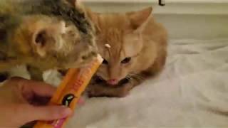 Scoots & Lilo share a post butt bath treat | manx syndrome by Kitty Committee 80 views 3 years ago 32 seconds