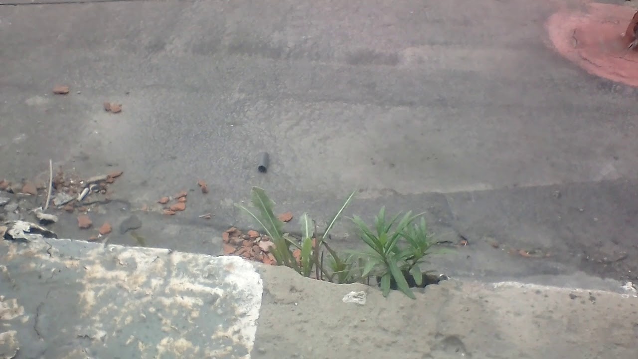 Все семена прорастут! Дайте только срок и условия! - YouTube