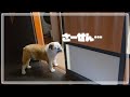 うちの全く役に立たない番犬のブルドッグをご紹介します。