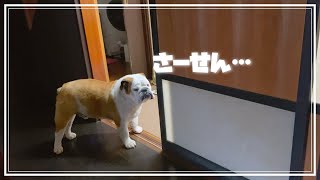 うちの全く役に立たない番犬のブルドッグをご紹介します。