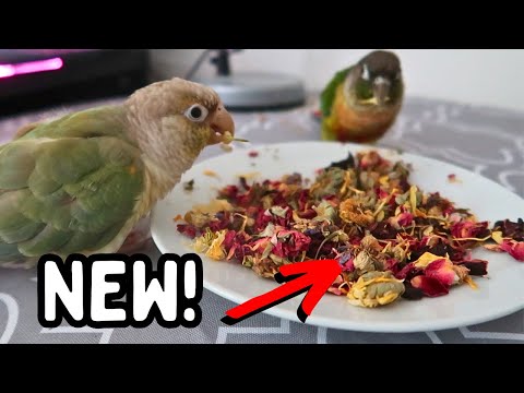 The BEST Parrot Food ? - Bio Bird Blends Avian Tea , Foraging Mixes & Powders | TheParrotTeacher