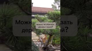 Можно ли обрезать деревья зимой? #бонсай #bonsai #ниваки #сад #андрейдарусенков #обрезкадеревьев