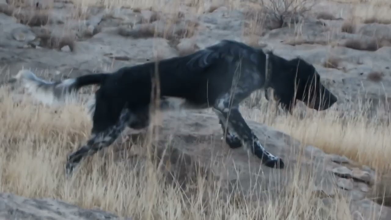 débourrage setter anglais. تدريب كلب صيد سيتار انجلزي