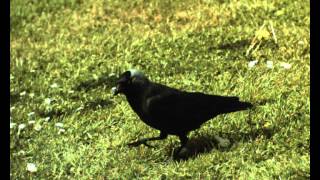 Jackdaw Walking 03