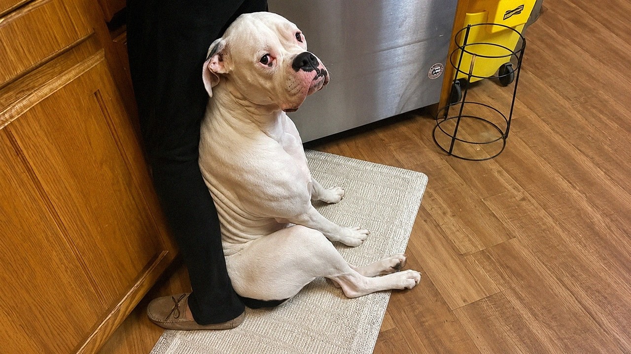 Try Getting Through This Hilarious Dogs Video Without Laughing 🤣