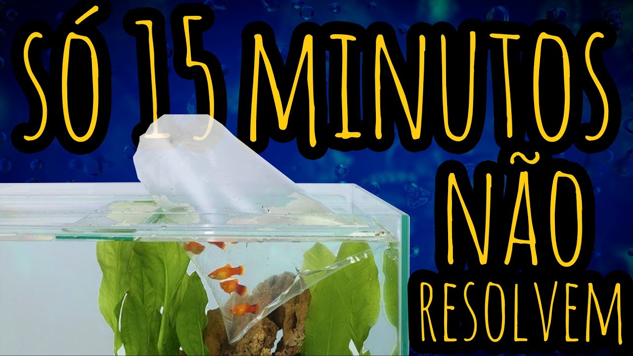 Peixes novos? Como soltar da forma certa em seu aquário - Aqua Gama 