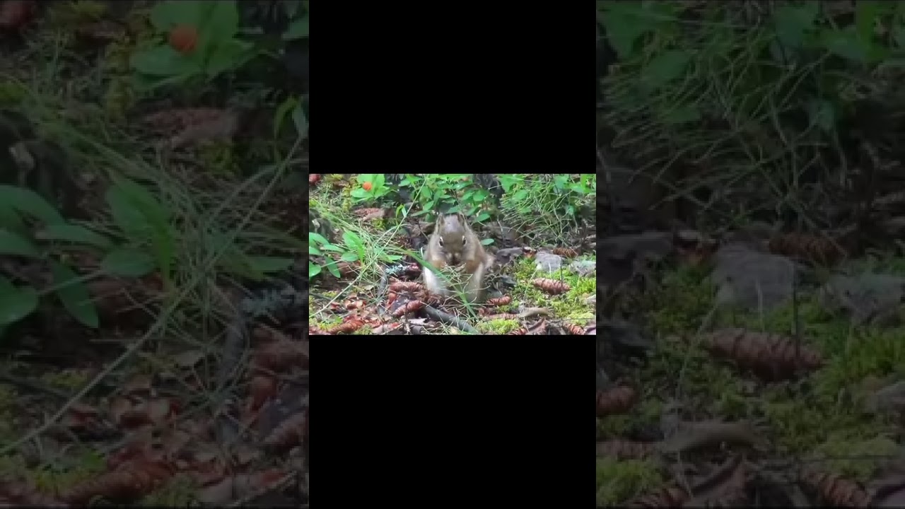 Japanese squirrel is a tree squirrel in the genus Sciurus 🥰😇♥️