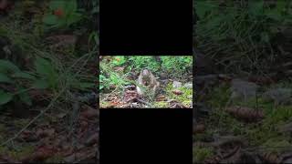 Japanese Squirrel Is A Tree Squirrel In The Genus Sciurus