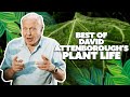 Best of david attenboroughs plant life  kingdom of plants  nature bites