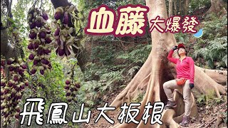 血藤大爆發，花期只有7-10天，極難遇見，錯過等1年。新竹八景飛鳳山，尤如新北的觀音山，台灣小百岳，大板根樹，遠眺台北101，親民好走。