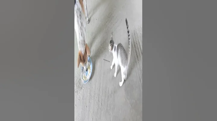 Video 8803391: cat funnycats animals cutecat, cat dog animals funnycats, funniest cat funnycats, cat cutecat funny animal, cat dog fight