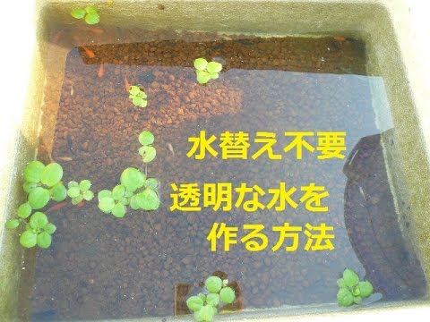 めだか水槽 水替え不要で常に透明な水を作る方法 １年水替えしていません めだか飼育野外ですkilli Fish Youtube