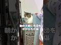 【保護猫】子供と遊んであげてるけど、満更でもない猫