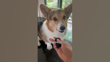 10 things that annoy my corgi