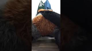 Fursuit farts (10)