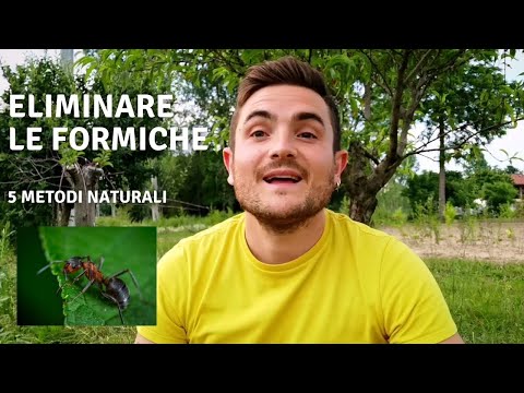 Video: Le formiche mangiano le piante?