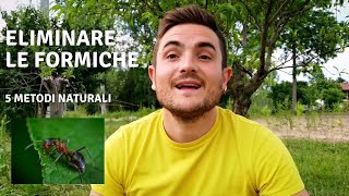 Come Eliminare Le Formiche 5 Metodi Naturali
