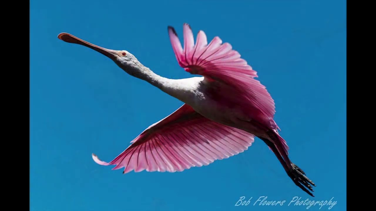 Roseate Spoonbill - "Keep Florida Wild" 