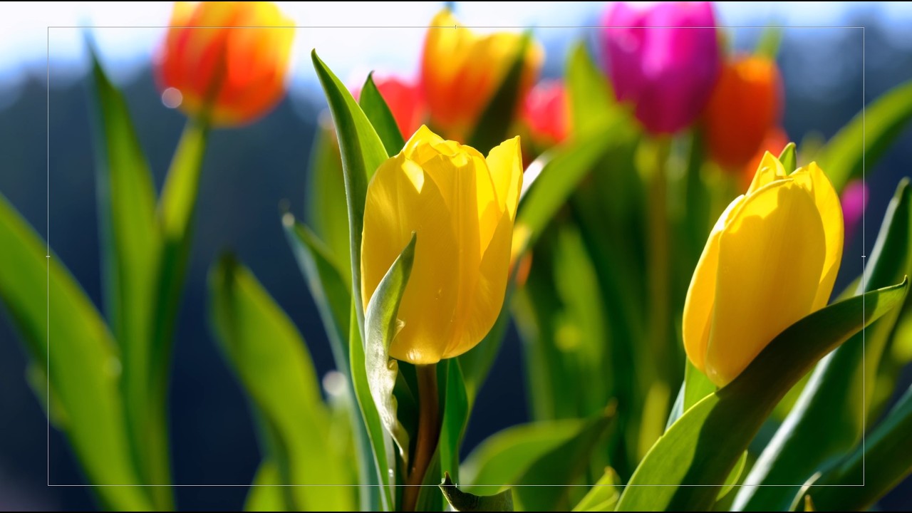 Relaxing Piano Music: Romantic Music, Beautiful Relaxing Music, Sleep Music