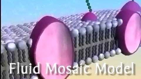 The Plasma Membrane