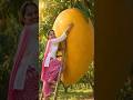 🥭 पेड़ से ताज़े रसीले आम की Harvesting | Amazing Mango Harvest | #shorts #organic #farming