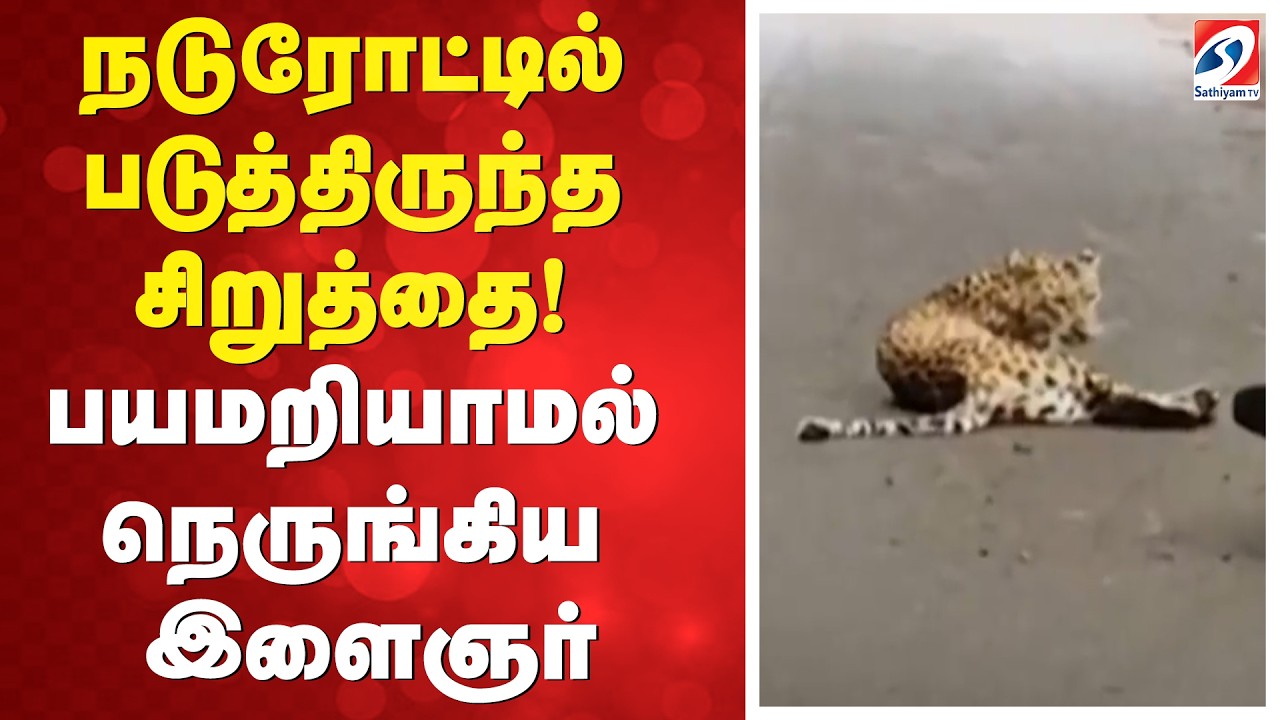 நடுரோட்டில் படுத்திருந்த சிறுத்தை! பயமறியாமல் நெருங்கிய இளைஞர்