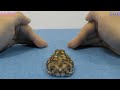 手のトンネルでひと休みするカエル。A frog that likes hand-made tunnels