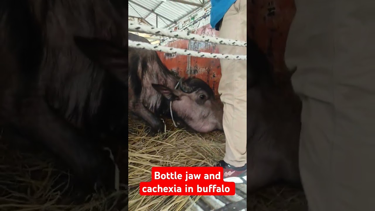 Bottle jaw and cachexia 