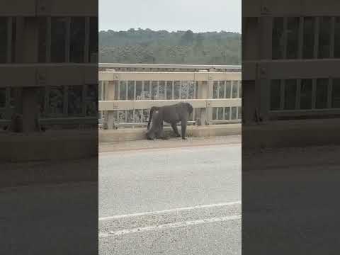 A Big Fellow Cruising On The Bridge Baboons Primates Wildlife Travel Gorge Highway Nature