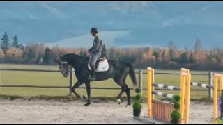 4yo gelding Hickstead White - flatwork SOLD