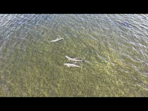 Dolphins 🐬 DJI 5 mini pro 4K - Fred Howard park, FL. October 4th 2026