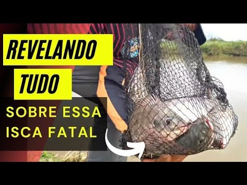 Vídeo: Quando E Como Pescar