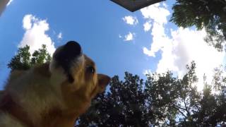 Corgi Trio Drinking Water (Underwater view)