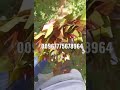 قات تخازين ولعه خاص صبيا العيدابي ابوعريش 00967775678964 قات تخازين ولعه خاص صبيا العيدابي ابوعريش 00967775678964