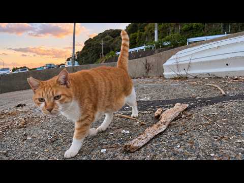 At the Fishing Port at Dusk, a Cat Came Over Asking for NADENADE!