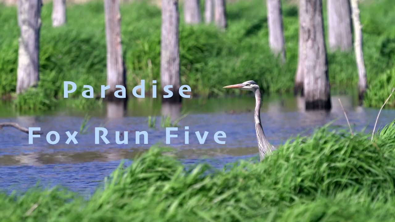 Watch Paradise - Fox Run Five on YouTube Watch Paradise - Fox Run Five on YouTube