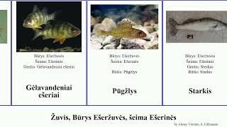 Žuvis, Būrys Ešeržuvės, šeima Ešerinės fish Sterkas lt. Dan ešeriai Perciformes Starkis Hickory