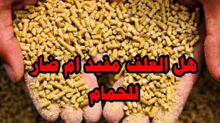 أضرار العلف اوالعليقة على الحمام