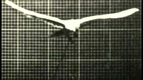 Adam Witmer - Muybridge Bird.mov