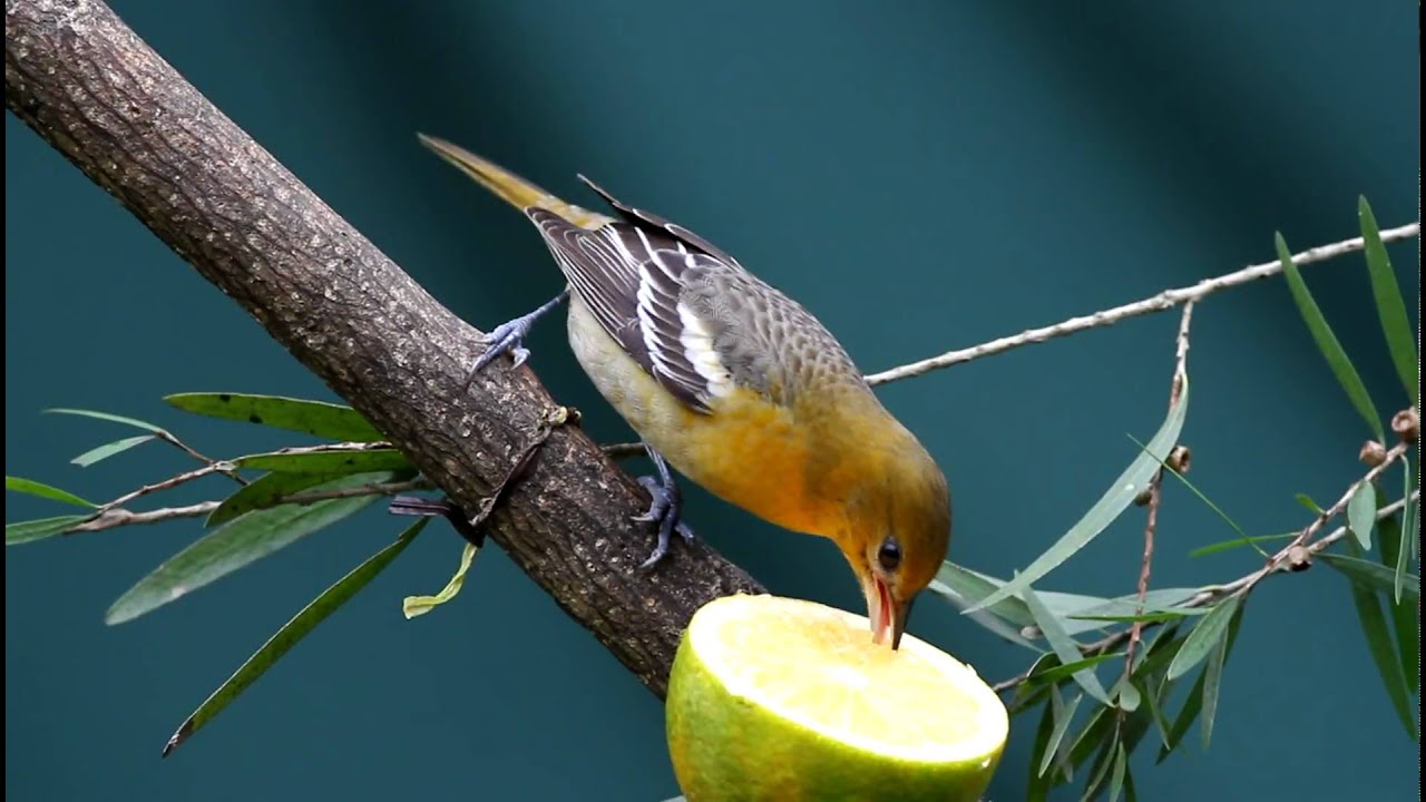 Icterus Galbula female