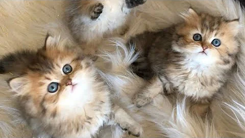 Video 3613091: persiancat persiankitten cat, tabby cat persian, persian kitten born, beautiful persian kitten