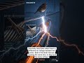 Why Birds Don't Get Shocked on Power Lines ⚡🐦