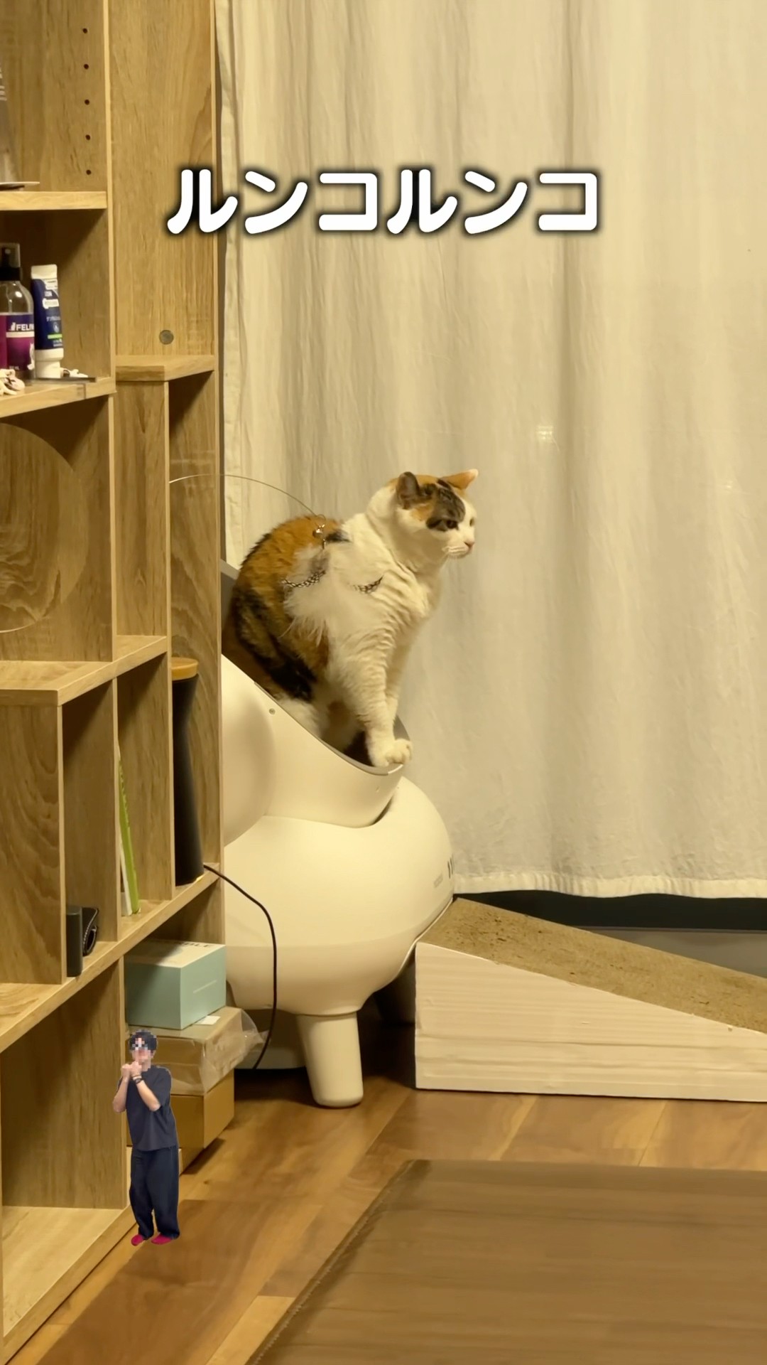 ごはん食べると猫ルンコ」猫あるある|フルはApple Musicほか音楽アプリ