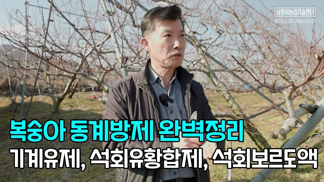 복숭아 동계방제 완벽정리 기계유제, 석회유황합제, 석회보르도액