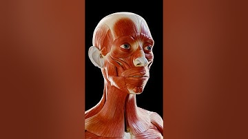 Facial Muscles: The Canvas of Human Expression