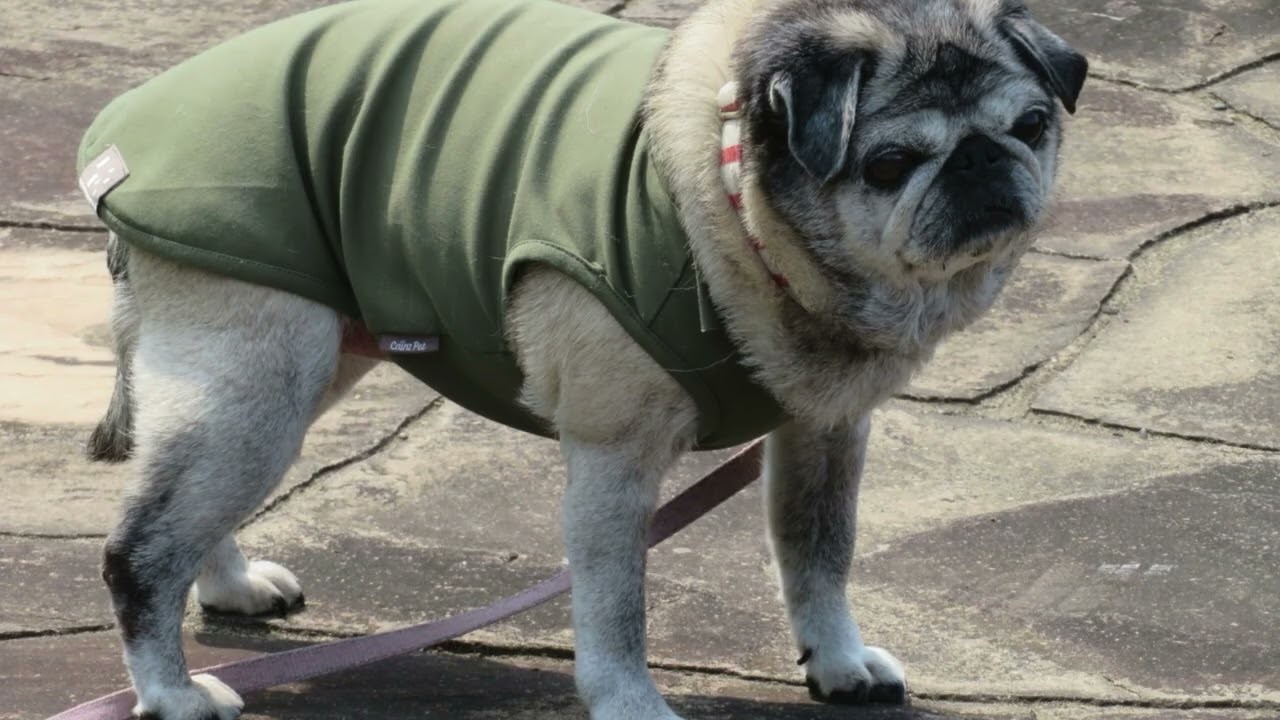 2026/3/29-2パグのマリアさん。Pug  Maria.